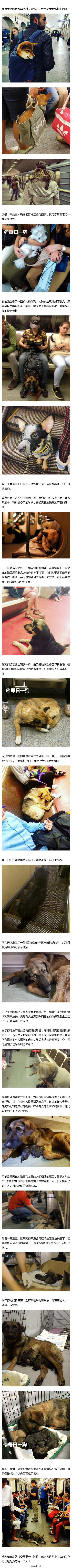 战斗民族的柔情一面:最好的状态,本该如此 狗 战斗民族 俄罗斯