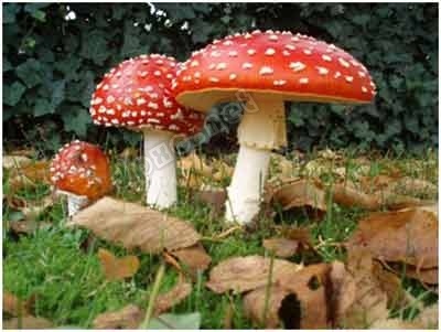有毒蘑菇分辨 