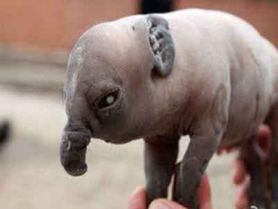 牛生麒麟猪生象 广场舞大妈集体整容 - 壹悠家