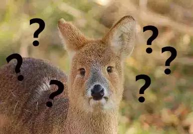 图片[12] - 四大世界未解之谜——小昭内裤之谜、黄蓉胸部的苹果猜想 - 壹悠家