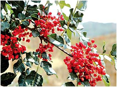 现在的女人撩汉都摔玻璃杯 古代没有这个怎么办？ - 壹悠家