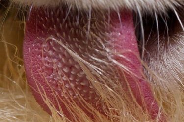 猫舌头竟然是这样的 看完整个人都不好了 - 壹悠家