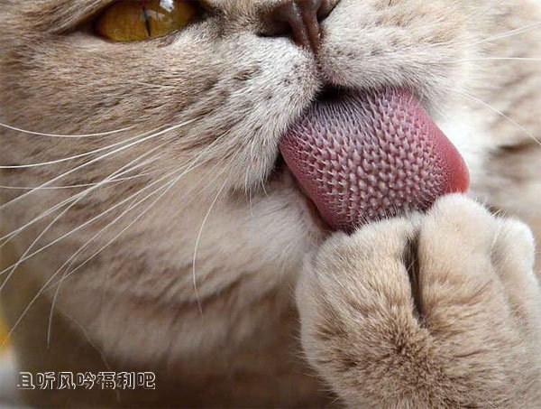 猫舌头1