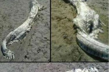 [辟谣]世界上最后一只三角龙1887年被英国人在新西兰杀死 - 壹悠家