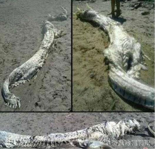 [辟谣]世界上最后一只三角龙1887年被英国人在新西兰杀死 - 壹悠家