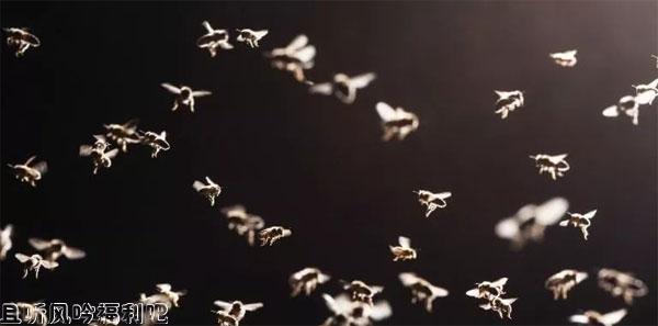 六腿兵团昆虫正在渐渐的被武器化 - 壹悠家