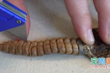 为了探究响尾蛇尾部为什么会发出声音 国外一对父子对蛇进行了解剖 - 壹悠家