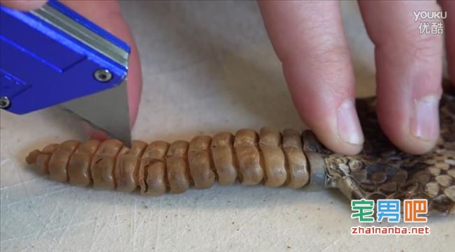 为了探究响尾蛇尾部为什么会发出声音 国外一对父子对蛇进行了解剖 - 壹悠家