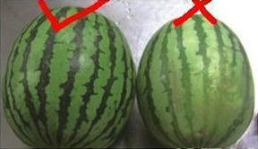 西瓜 小窍门 