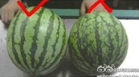 西瓜 小窍门 