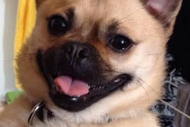 不同品种的狗狗进行交配，生出来的下一代是什么样的？ - 壹悠家