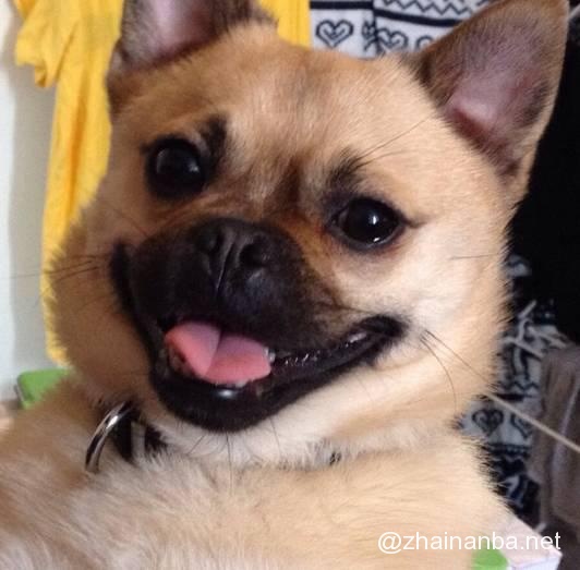 不同品种的狗狗进行交配，生出来的下一代是什么样的？ - 壹悠家