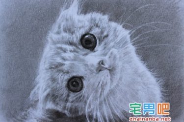 在猫的身上戴上gps，观察它们夜间的运动轨迹，结果看到了这个。。。 - 壹悠家