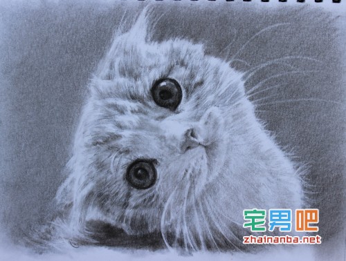 在猫的身上戴上gps，观察它们夜间的运动轨迹，结果看到了这个。。。 - 壹悠家