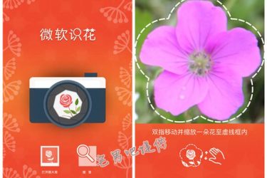 微软识花app，只需拍张照片就能知道花的名字！ - 壹悠家