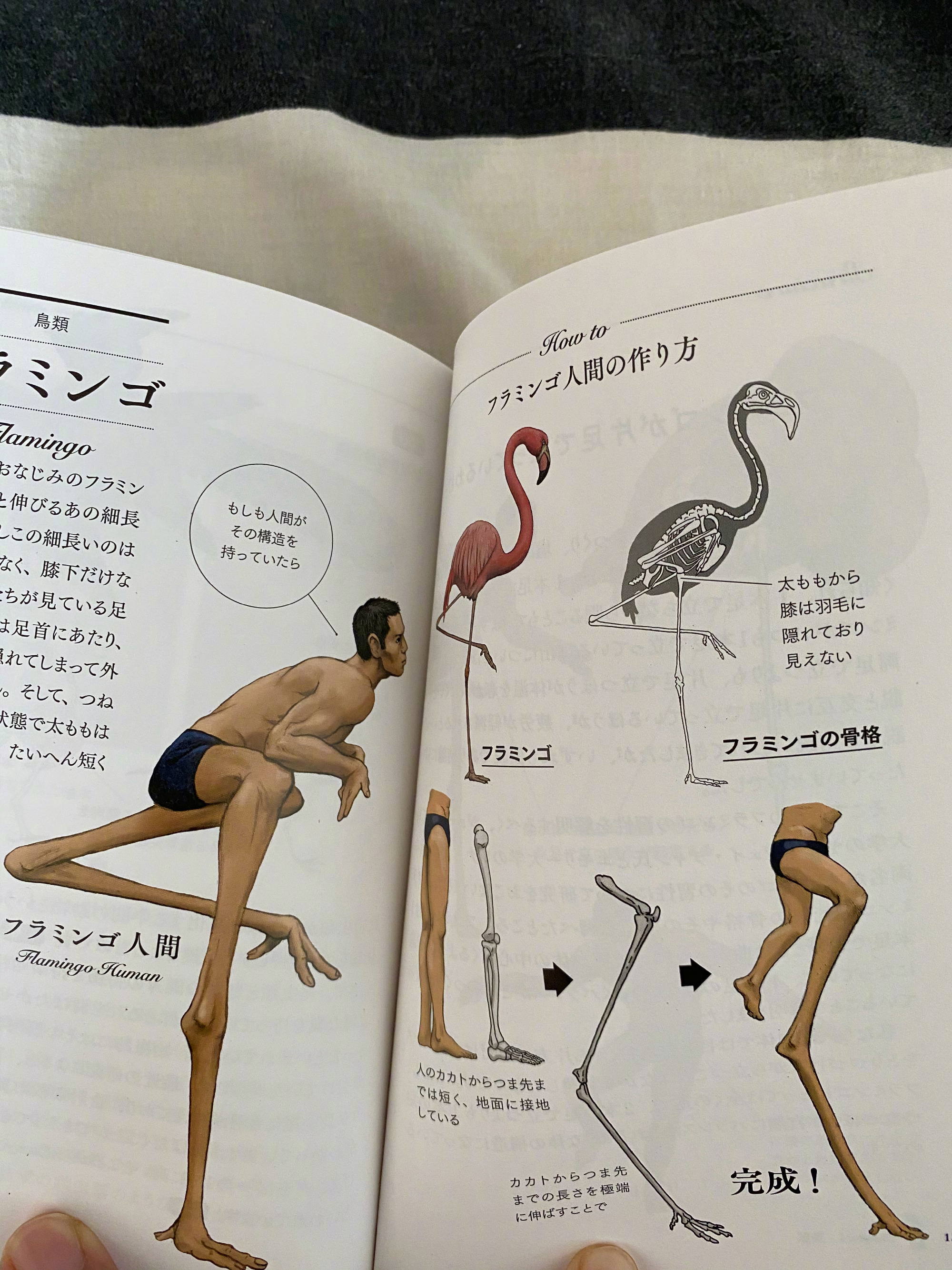 古生物画师川崎悟司的奇葩科普图鉴。