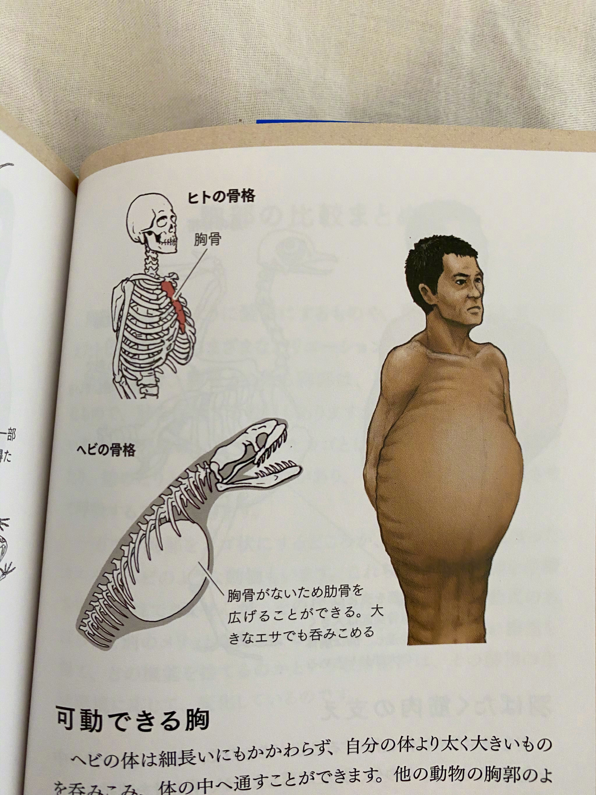 古生物画师川崎悟司的奇葩科普图鉴。