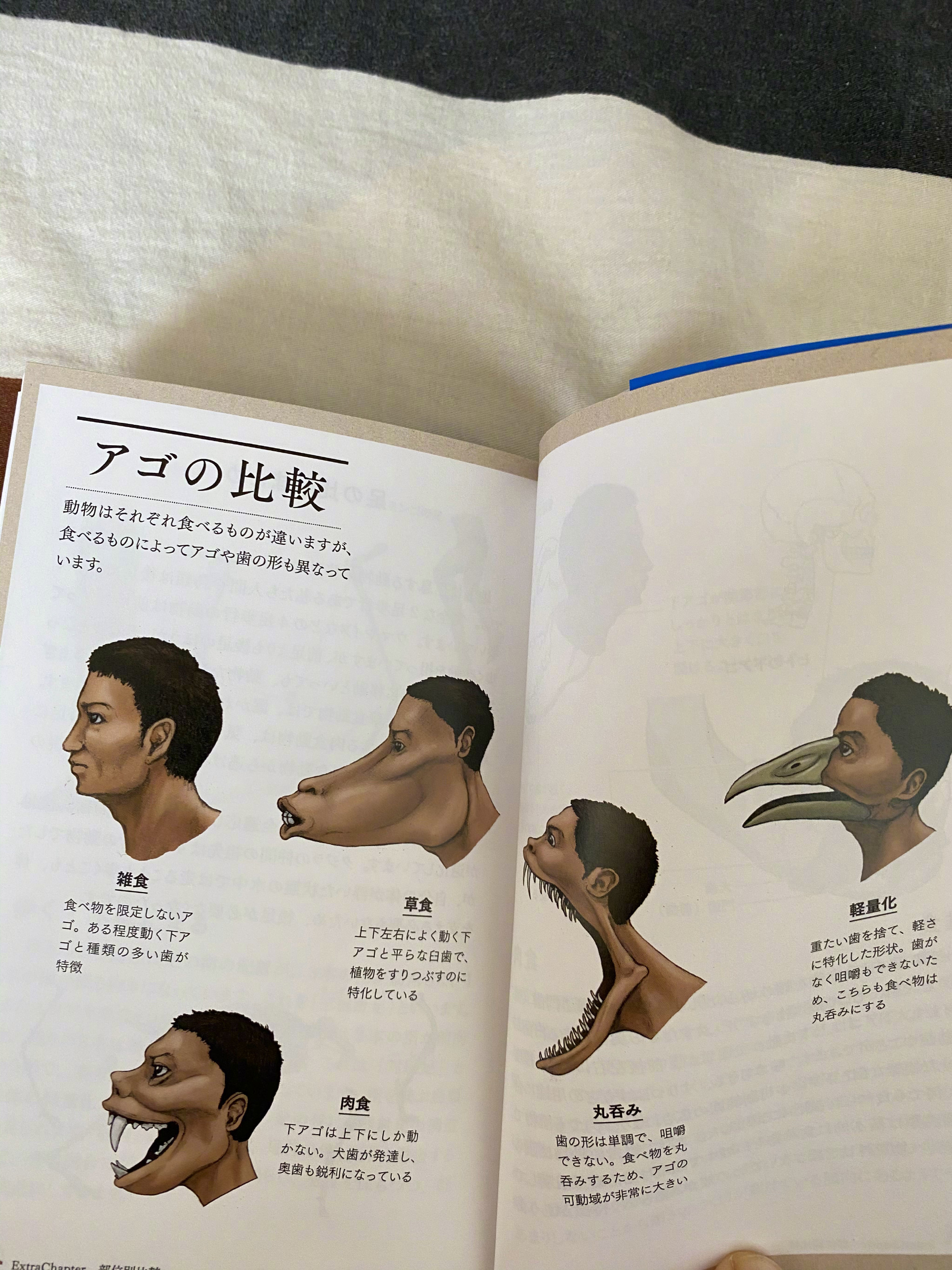 古生物画师川崎悟司的奇葩科普图鉴。