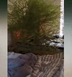 男子4个月没回家床头长竹子 这是绿到床头了啊 - 壹悠家