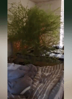 男子4个月没回家床头长竹子 这是绿到床头了啊 - 壹悠家