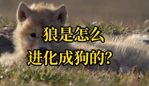 人类是如何把狼变成狗的？ - 壹悠家