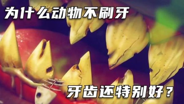 为什么动物不刷牙，牙齿很健康，而人类却不行？ - 壹悠家